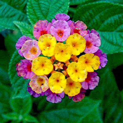 100 pcs Lantana Seeds Potted Seed Flower Seed The Germination Rate is as high as 95