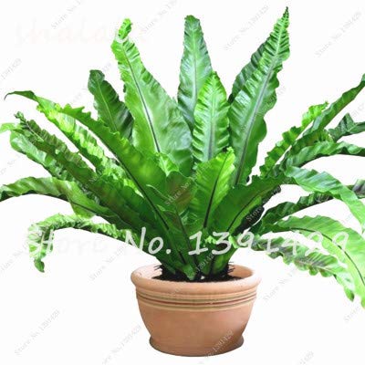 14  100 Pcs Perennial Flower Seeds Goose Palm Vine Seeds Goose Rattan Bonsai Plant Garden Flowers Seeds The Germination Rate 95