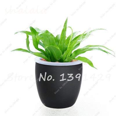 21  100 Pcs Perennial Flower Seeds Goose Palm Vine Seeds Goose Rattan Bonsai Plant Garden Flowers Seeds The Germination Rate 95