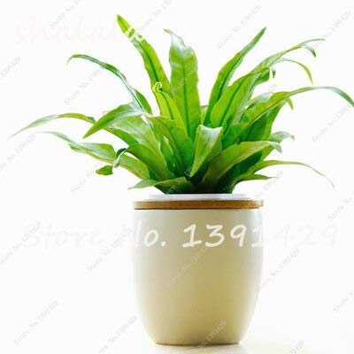 4  100 Pcs Perennial Flower Seeds Goose Palm Vine Seeds Goose Rattan Bonsai Plant Garden Flowers Seeds The Germination Rate 95