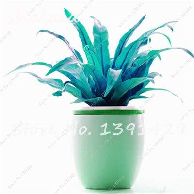 5  100 Pcs Perennial Flower Seeds Goose Palm Vine Seeds Goose Rattan Bonsai Plant Garden Flowers Seeds The Germination Rate 95