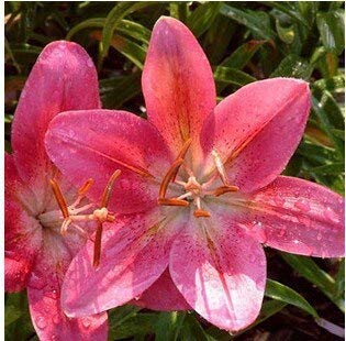 Black  Hot Promotion 100Pcs Perfume Lily Seeds Lily Flower Seeds Germination 99 Creepers Bonsai DIY Garden