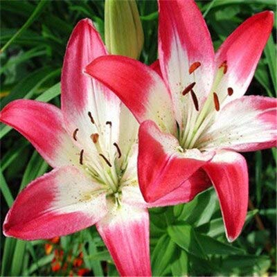 Clear  Hot Promotion 100Pcs Perfume Lily Seeds Lily Flower Seeds Germination 99 Creepers Bonsai DIY Garden