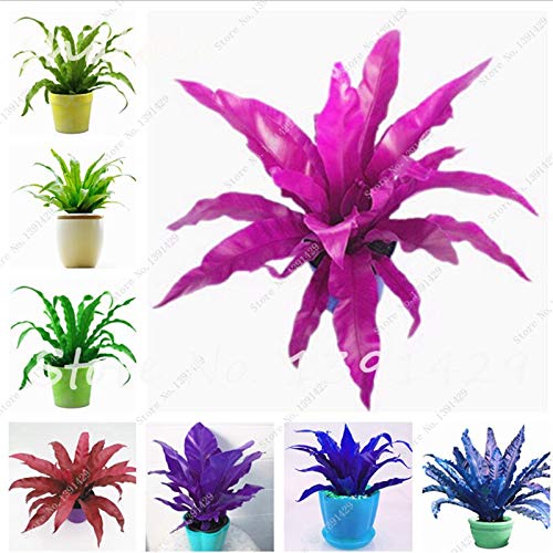 Mixed  100 Pcs Perennial Flower Seeds Goose Palm Vine Seeds Goose Rattan Bonsai Plant Garden Flowers Seeds The Germination Rate 95