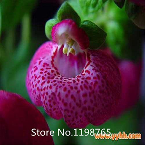 Promotion 100 pcs  bag Calceolaria seeds DIY potted plants indoor  outdoor pot flower seeds germination rate of 95 mixed c