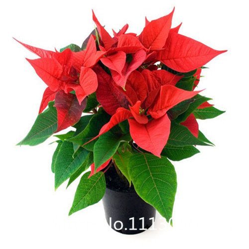 Promotion 300 pcs  bag Poinsettia seeds DIY potted plants indoor  outdoor pot flower seeds germination rate of 95 mixed co