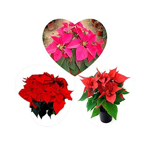 Promotion 300 pcs  bag Poinsettia seeds DIY potted plants indoor  outdoor pot flower seeds germination rate of 95 mixed co