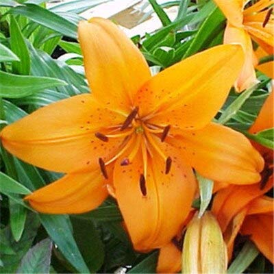 Red  Hot Promotion 100Pcs Perfume Lily Seeds Lily Flower Seeds Germination 99 Creepers Bonsai DIY Garden