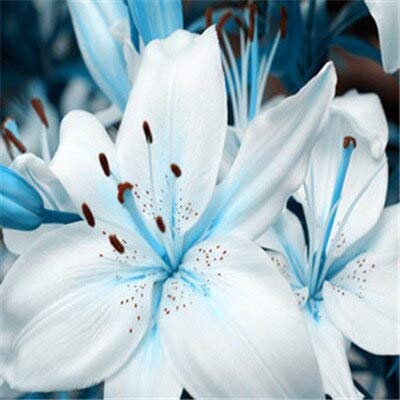 White  Hot Promotion 100Pcs Perfume Lily Seeds Lily Flower Seeds Germination 99 Creepers Bonsai DIY Garden