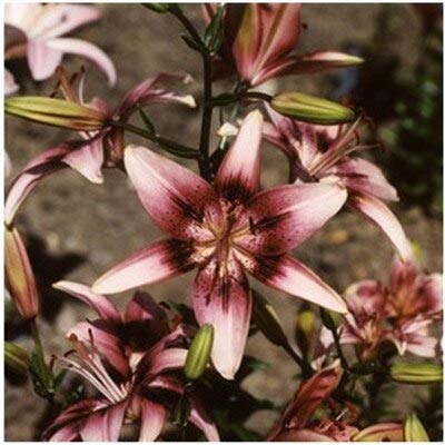 Yellow  Hot Promotion 100Pcs Perfume Lily Seeds Lily Flower Seeds Germination 99 Creepers Bonsai DIY Garden