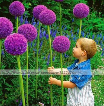 100 Pcsbag Purple Giant Allium Giganteum Beautiful Flower Seeds Garden Plant Gift