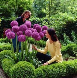 100 Purple Giant Allium Giganteum Beautiful Flower Seeds Garden Plant