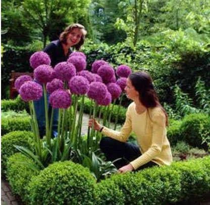 100 Purple Giant Allium Giganteum Beautiful Flower Seeds Garden Plant the Budding Rate 95 Rare Flower for Kid
