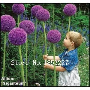 100 Purple Giant Allium Giganteum Beautiful Flower Seeds Garden Plant the budding rate 95 rare flower for kid