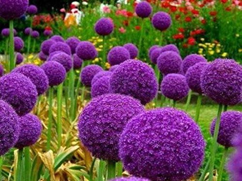 100 Purple Giant Allium Giganteum Beautiful Flower Seeds Garden Plant the budding rate 95 rare flower for kid