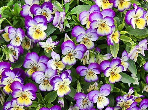 100 Viola Johnny Jump-up Flower Seeds Heartsease Purple-yellow Blooms Heavily Self-seeding Biennial Beautiful