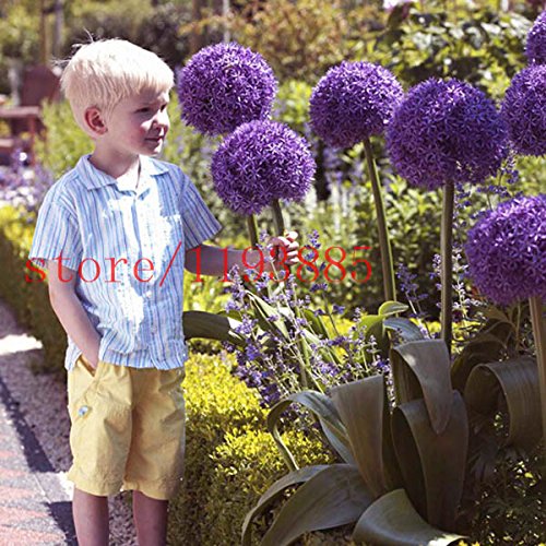 100 pcs Giant Allium Giganteum Beautiful Flower Seeds Garden Plant the rare flower seeds for flower pot planters