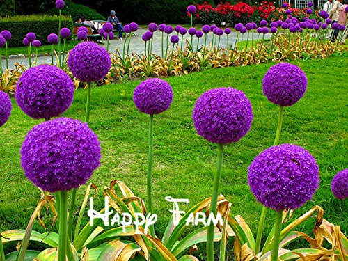 10seedsbag Purple Giant Allium Giganteum Beautiful Flower Seeds Garden Plant the budding rate 95 rare flower for kid