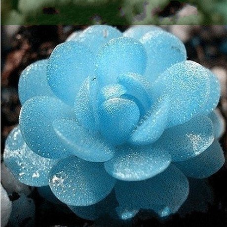 150 Seeds Blue witchford Lithops seeds Beautiful flower seed Pseudotruncatella seed Perennial for Home Stone Flowers