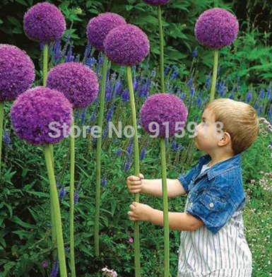 25pcs Purple Giant Allium Giganteum Beautiful Flower Seeds Garden Plant Gift