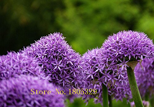 25pcs Purple Giant Allium Giganteum Beautiful Flower Seeds Garden Plant Gift