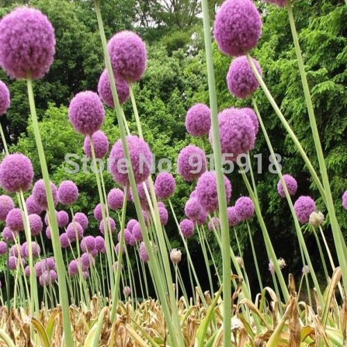 25pcs Purple Giant Allium Giganteum Beautiful Flower Seeds Garden Plant Gift