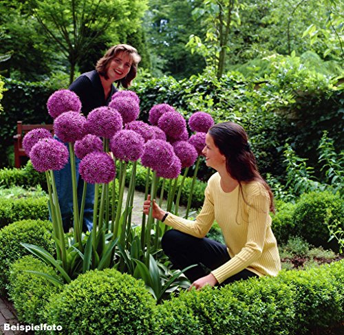 30pcs Purple Giant Allium Giganteum Seeds Globemaster - Garden Plant - Beautiful Flower Seeds