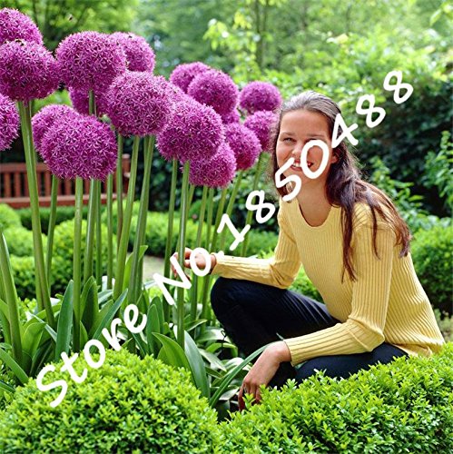 50pcs Purple Giant Allium Giganteum GLOBEMASTER Beautiful Flower Seeds the Budding Rate 95 Garden Plant For Kids Gift