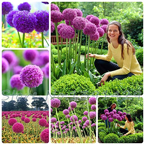 50pcs  bag Purple Giant Allium Giganteum GLOBEMASTER Beautiful Flower Seeds the Budding Rate 95 Garden Plant For Kids Gift