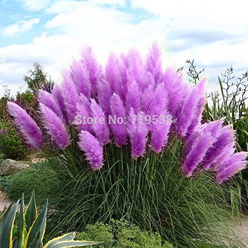 Beautiful Flowers seed Rare Purple Pampas Grass Garden plant Flowers Cortaderia Selloana Flower seeds20pcs