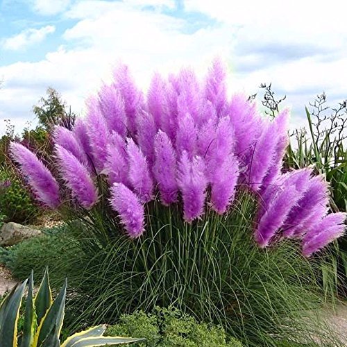 Beautiful flower seeds rare purple grass Landscaping in the garden 100  bag planting flower seeds