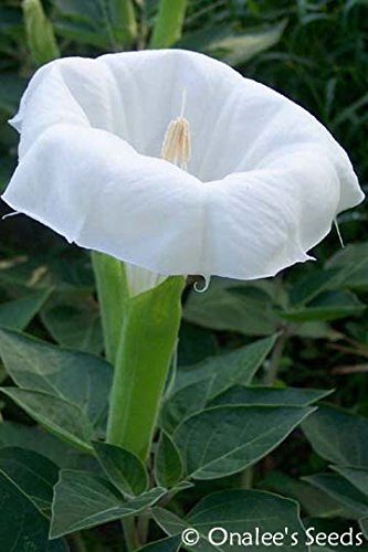 Datura Moonflower White Devils Trumpet Angel Trumpet Unusual Beautiful And Fragrant Bush 24 Seeds