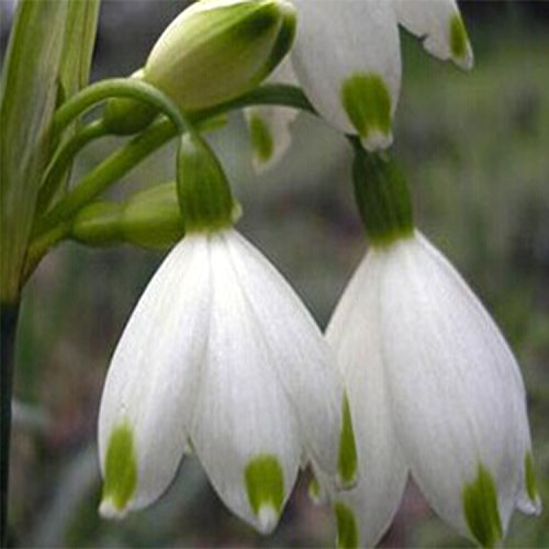 Dwqgroup 2016 Hot 400pcs Common Snowdrop Flower Beautiful Seeds 400pcs