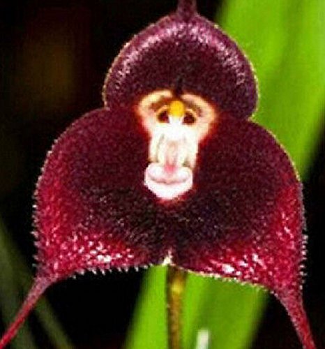 FD1402 10 Seeds Fresh Rare Red monkey Face Orchid Seeds Beautiful Flowers seeds