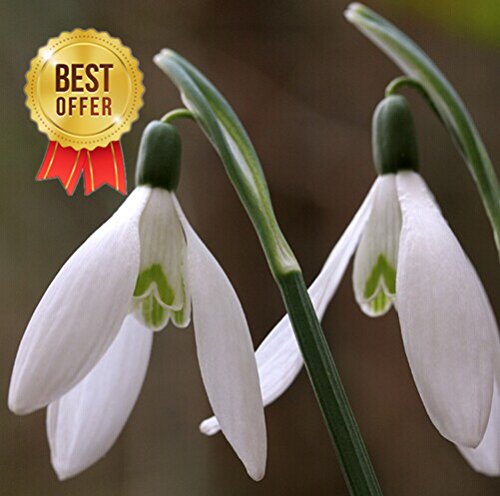 Galanthus Nivalis Seeds 150pcs Common Snowdrop Flower Seeds Beautiful Garden Freezing Plants Bonsai Balcony Flower