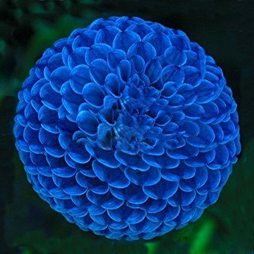 Hot Sale Unique Blue Fireball Dahlia Seeds Beautiful Flower Seeds Perennial Plant Dahlia Seeds - 100 PCS