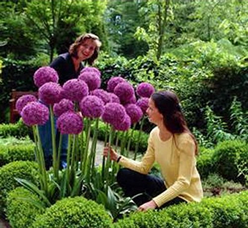 Mrseeds 100 Purple Giant Allium Giganteum Beautiful Flower Seeds Garden Plant the budding rate 95 rare flower for kid