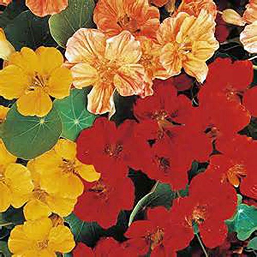 Nasturtium Whirly Bird Mix Seeds 500 Seeds Organic Newly Harvested-beautiful Flower