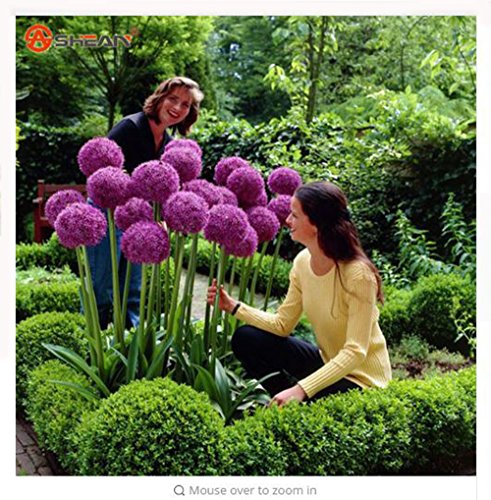 Thanatorn seed shop Purple Giant Allium Beautiful Flower Seeds Garden Plant Rare Flower 30 Particles  lot