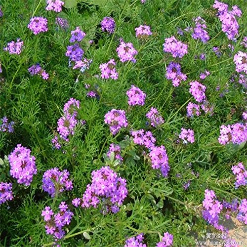 50pcs Verbena Seeds indoor plants flowers Garden Heirloom Seeds Bonsai Plants Seeds B036