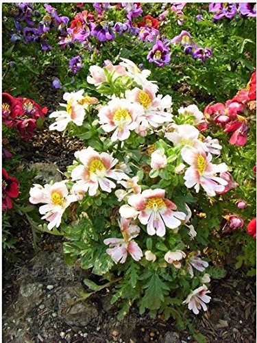 Schizanthus seed mixing fan family balcony potted indoor plants flower seeds planted 30
