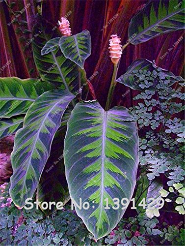 Brand New Purple Calathea Plants Seeds Ice Cream Indoor Flowers Garden Decoration Bonsai Pot for Office Desk--50 pieces