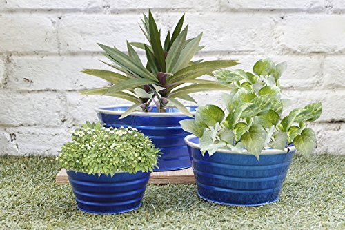 Diwali Gifts Blue Indoor Garden Planters Set Of 3 - Flower Bud Plant Potsndash Window Planter - Home Gardening Set