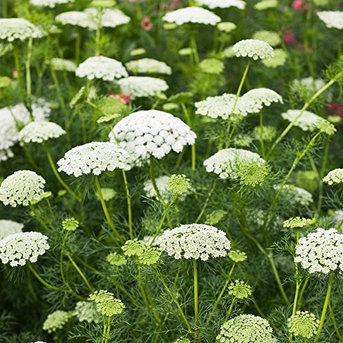 Bishops Flower Seeds Packet