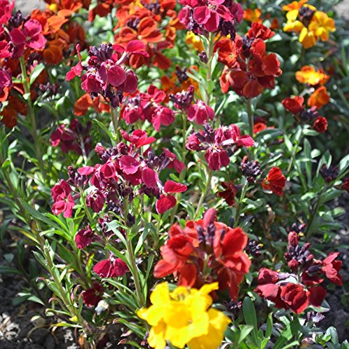 English Wallflower Seeds Packet