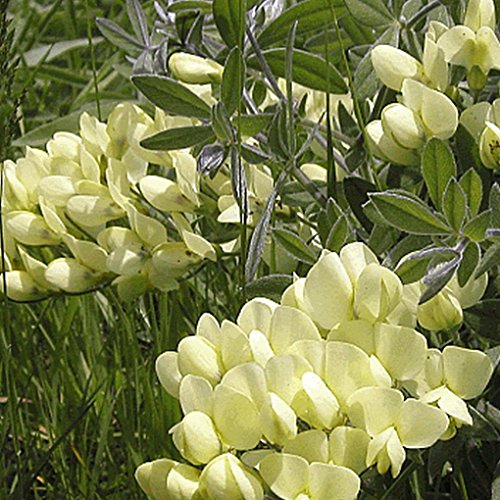 Everwilde Farms - 10 Cream Wild Indigo Native Wildflower Seeds - Gold Vault Jumbo Seed Packet