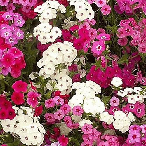 Everwilde Farms - 1500 Mixed Annual Phlox Native Wildflower Seeds - Gold Vault Jumbo Seed Packet