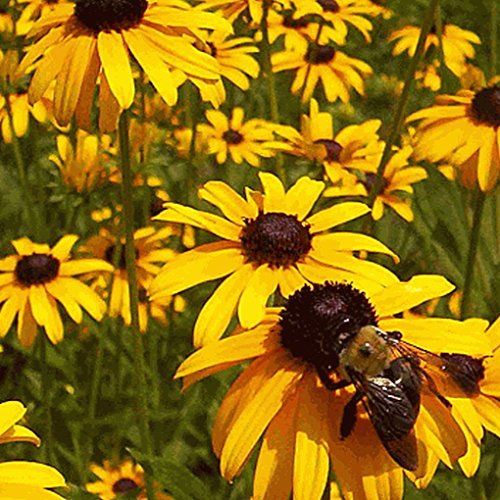 Everwilde Farms - 2000 Black-eyed Susan Native Wildflower Seeds - Gold Vault Jumbo Seed Packet