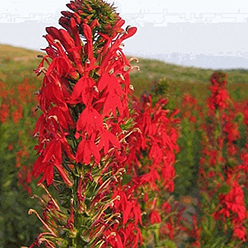 Everwilde Farms - 2000 Cardinal Flower Native Wildflower Seeds - Gold Vault Jumbo Seed Packet