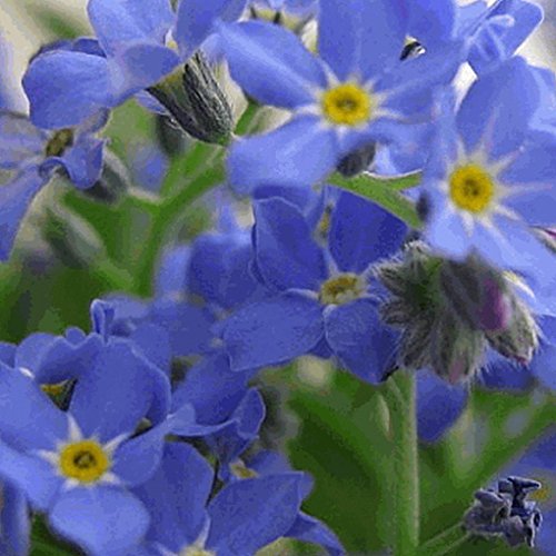 Everwilde Farms - 2000 Forget-me-not Wildflower Seeds - Gold Vault Jumbo Seed Packet